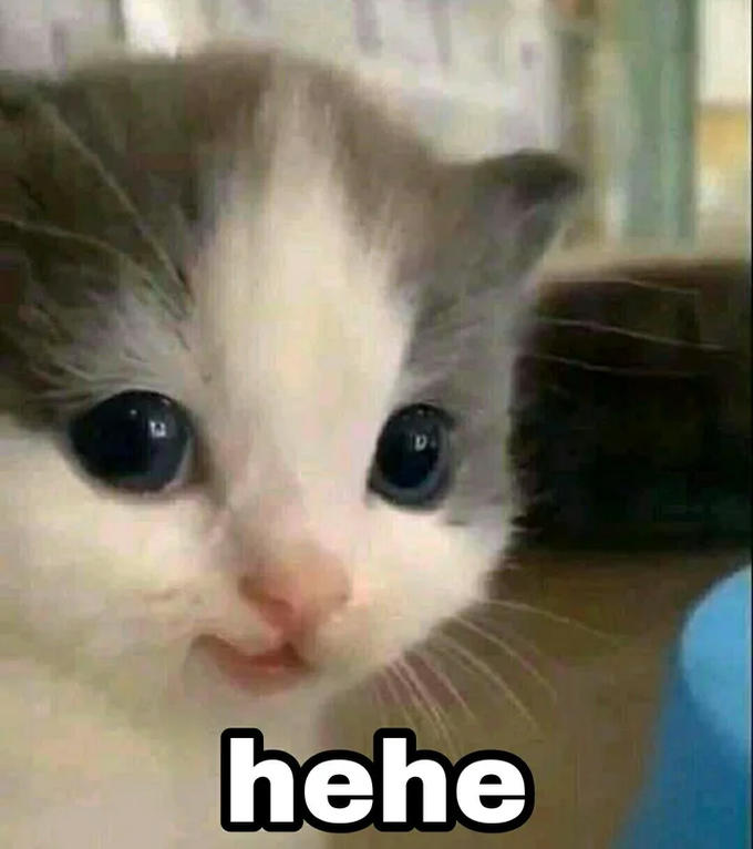 hehe cat meme