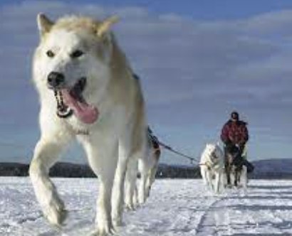 Domain-Deadline-Dog-Driven Development